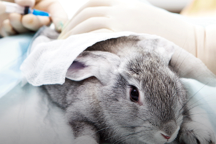 China announces the end to animal testing for Cosmetics products